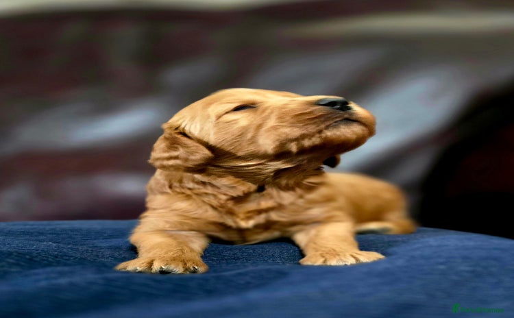Cockapoo dogs - Advert 14