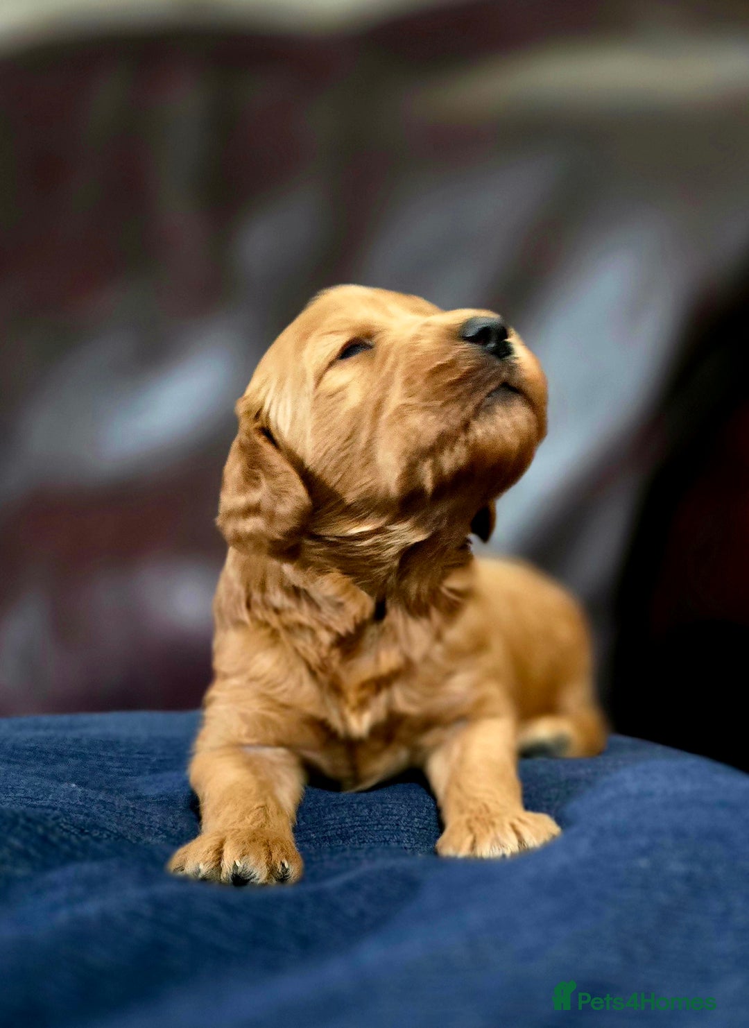 Cockapoo dogs for sale: Stunning F1b cockerpoo's - Image 1