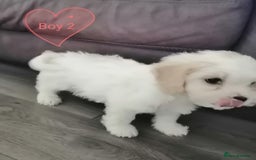 Cavachon dogs for sale: Cavachon Puppies - Image 12