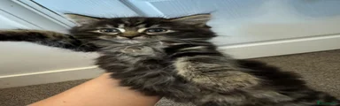 Siberian 5