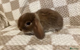 French Lop rabbits for sale: 𝐌𝐈𝐍𝐈 𝐗 𝐅𝐑𝐄𝐍𝐂𝐇 𝐅𝐎𝐑 𝐑𝐄𝐒𝐄𝐑𝐕𝐄 - Image 6