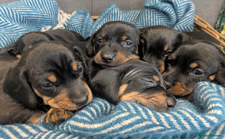 Dachshund dogs - Advert 2