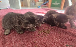 Mixed Breed cats for sale: Beautiful kittens  - Image 17