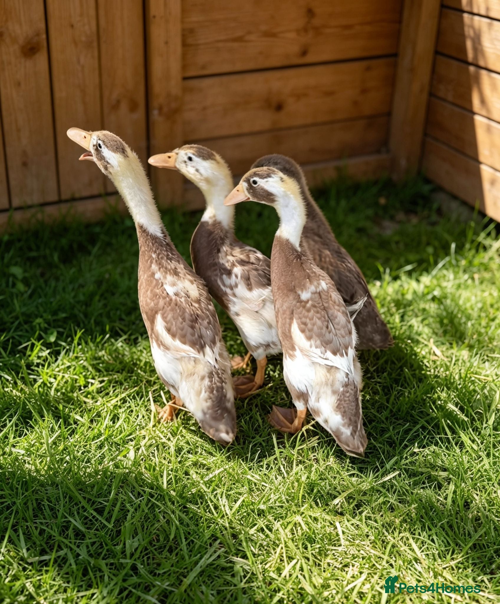 Ducks poultry 6 Week Old Indian Runner Ducks  - Advert 2