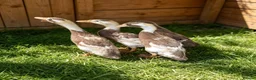 Ducks poultry for sale: 6 Week Old Indian Runner Ducks  in Withernsea - Advert 1