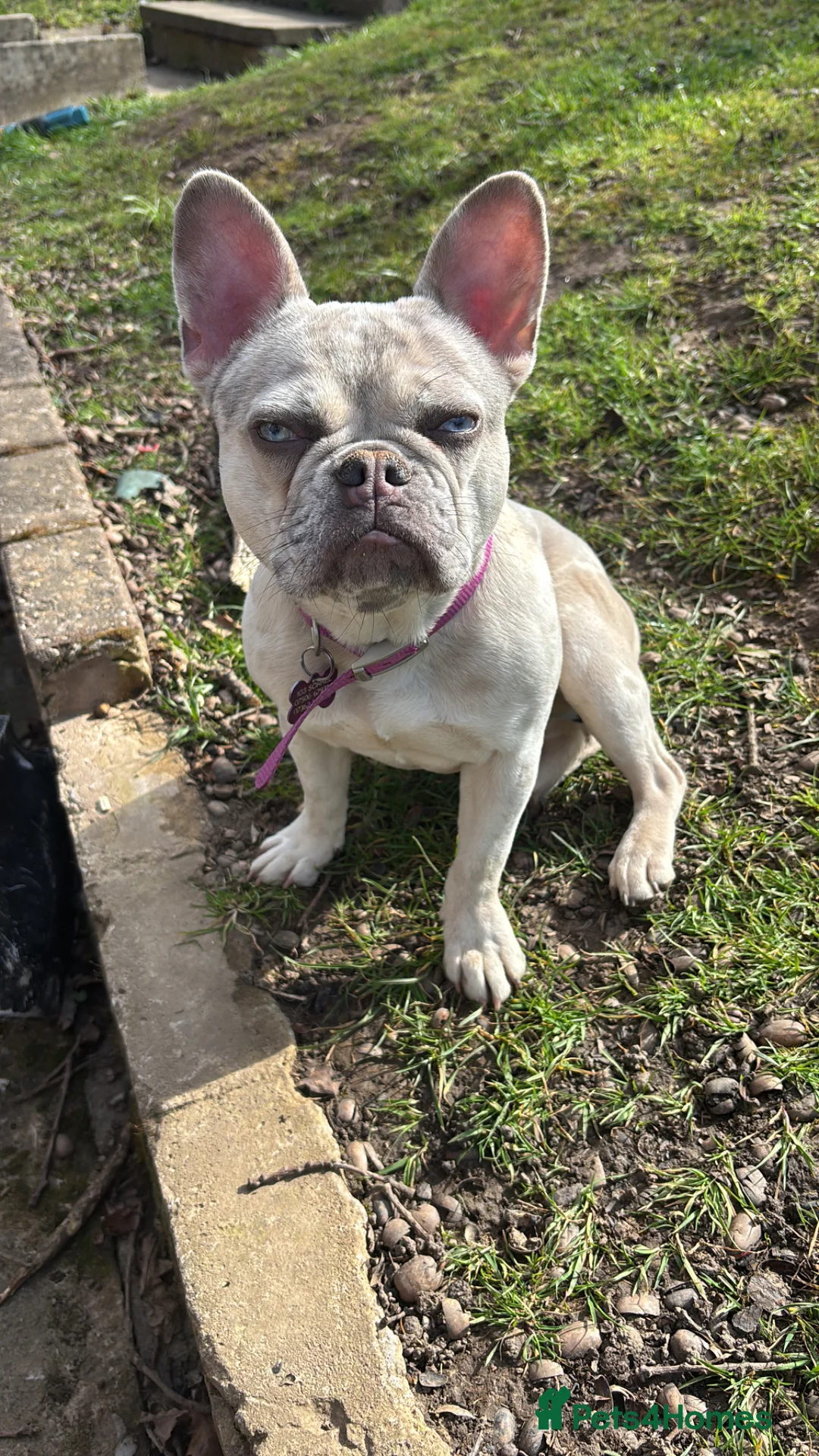 French Bulldog dogs for sale: Nahla - 10 month Lilac Fawn Merle Frenchie  - Advert 1