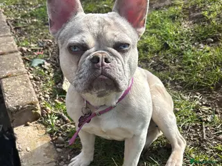 French Bulldog dogs Nahla - 10 month Lilac Fawn Merle Frenchie - Advert 3