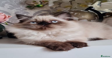 Persian cats - Advert 6