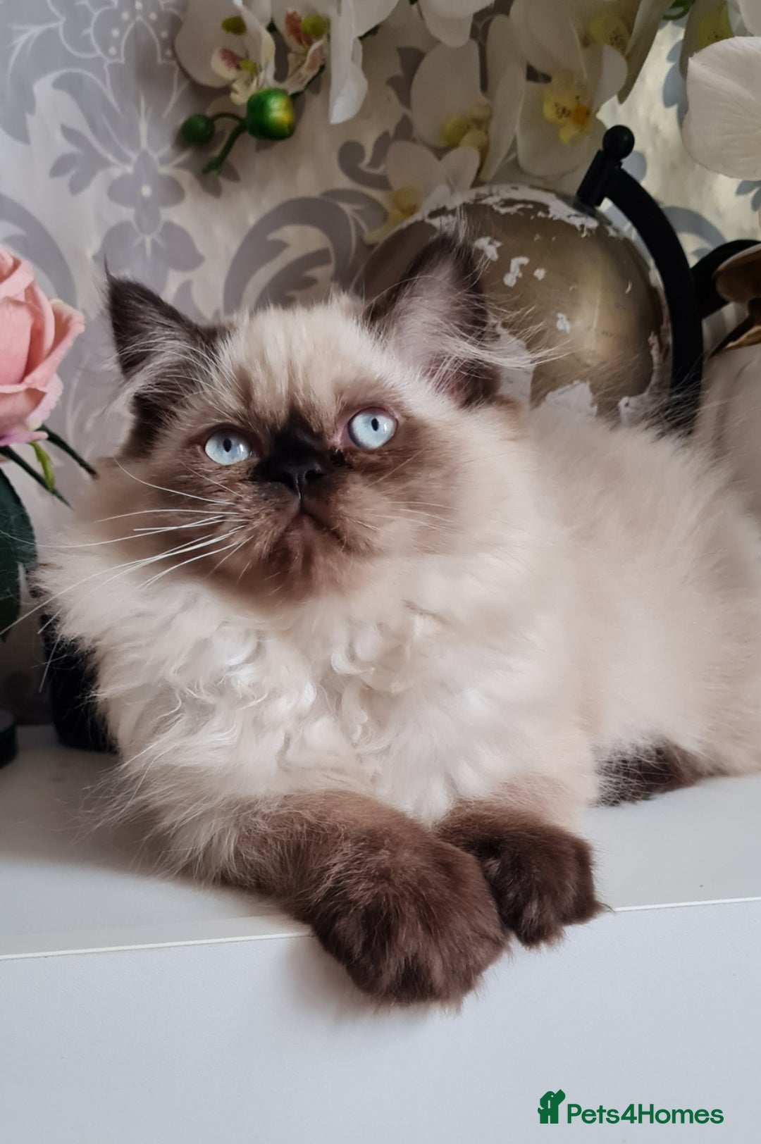 Persian cats for sale: Himalayen persian kittens last boy ready now - Image 3