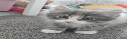 Mixed Breed cats for sale: Kittens 1 male 1 female  in Blyth - Advert 3
