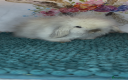 Mini Lion Lop rabbits for sale: Gorgeous fluffy mini lion lop baby bunnies - Image 10