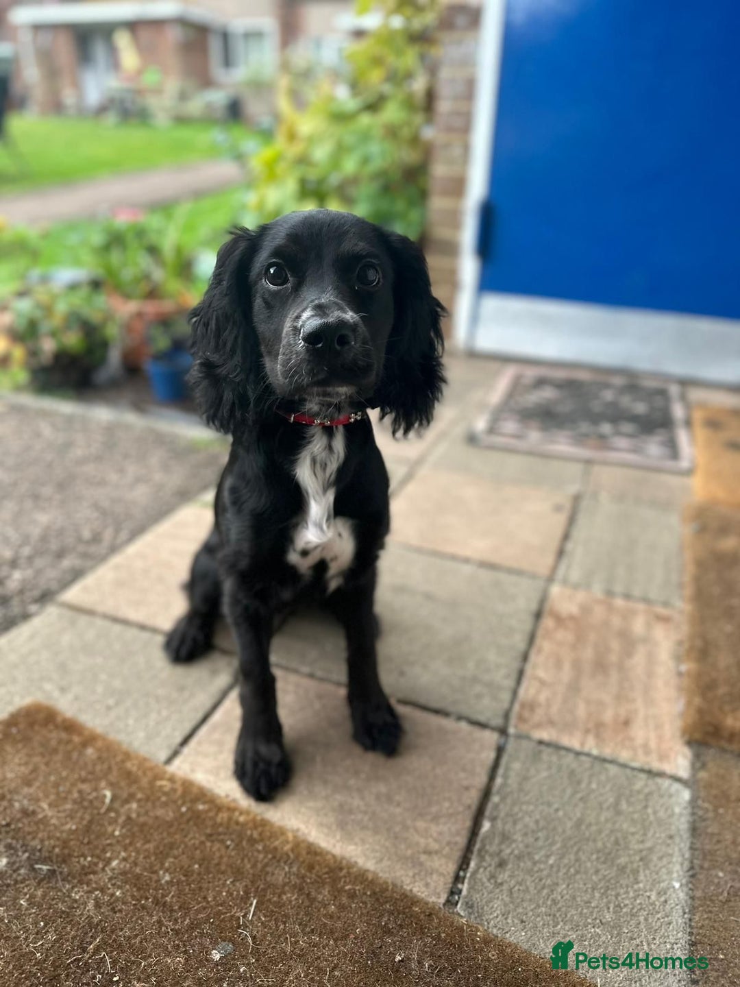 Cocker Spaniel dogs for stud: Cocker spaniel for stud - Image 14