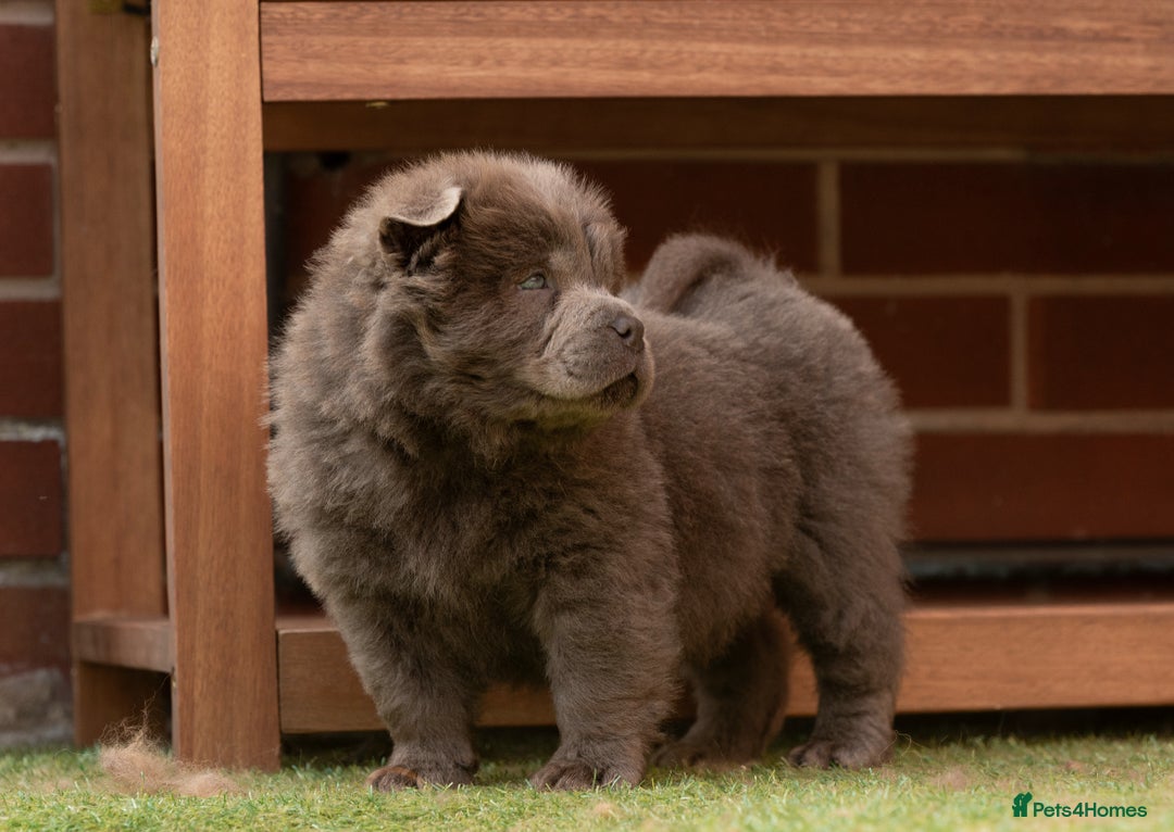 Chow Chow dogs for sale: Chow chow nation  - Image 7