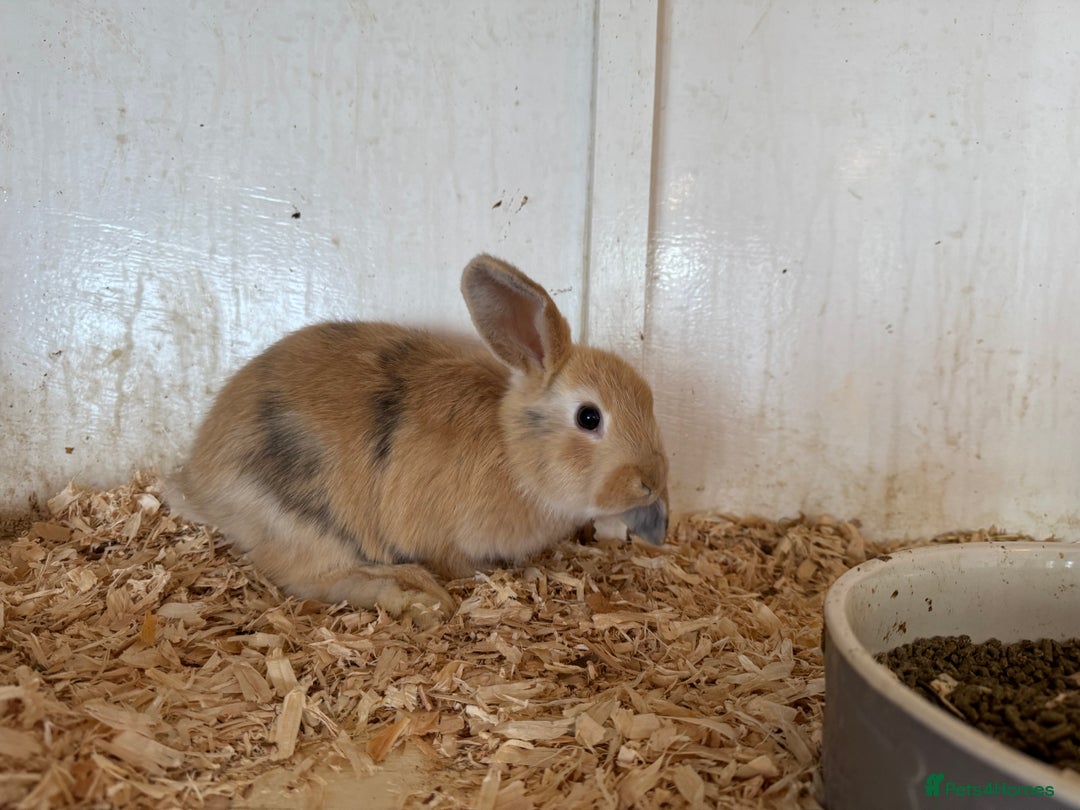 Mixed Breed rabbits for sale: Mixed baby rabbits  - Image 4