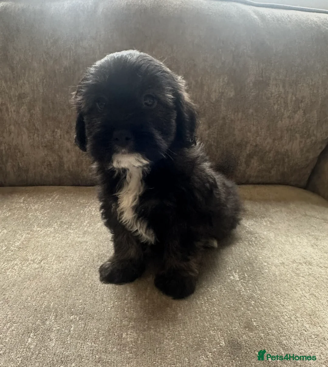 Cavapoo dogs for sale: Beautiful babies looking for forever homes - Advert 7