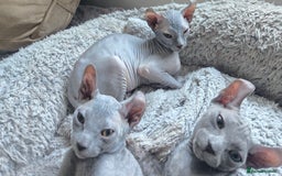 Sphynx cats for sale: Elf Sphynx Kittens  - Image 30