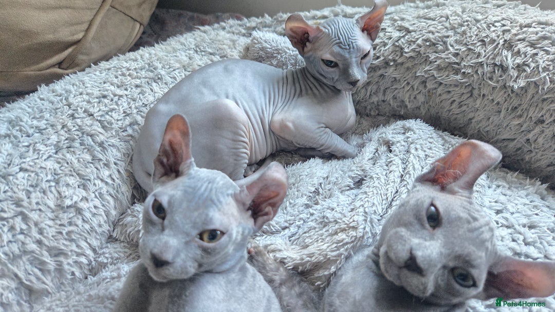 Sphynx cats for sale: Elf Sphynx Kittens  - Image 30