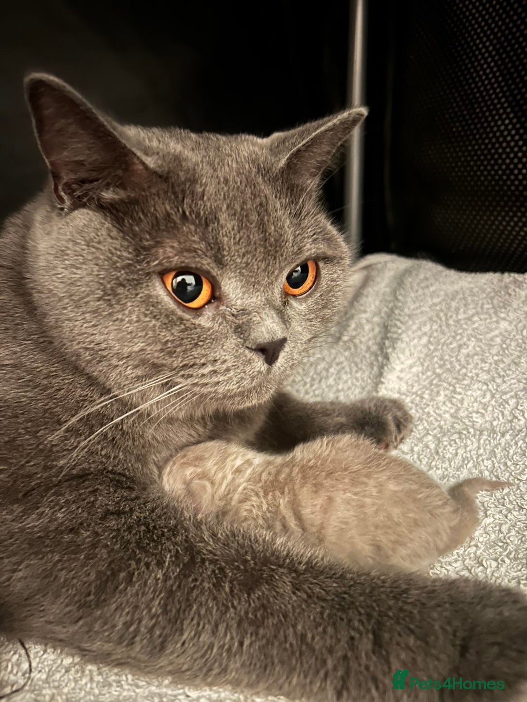 British Shorthair cats for sale: Beautiful, chunky, British shorthair kittens  - Advert 6