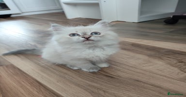 Siberian cats - Advert 3
