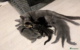 Russian Blue cats for sale: Stunning Russian Blue kittens - Image 5