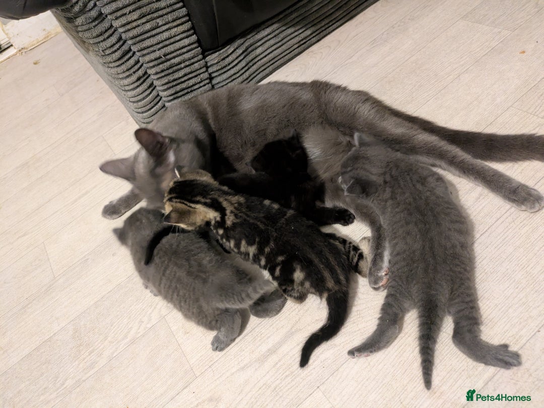 Russian Blue cats for sale: Stunning Russian Blue kittens - Image 5
