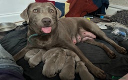 Labrador Retriever dogs for sale: 5 silver Labrador boys, Hackney - Image 13
