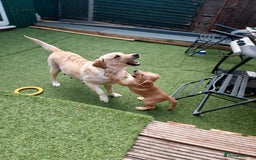 Labrador Retriever dogs for sale: We have two, Labrador pups  - Image 1