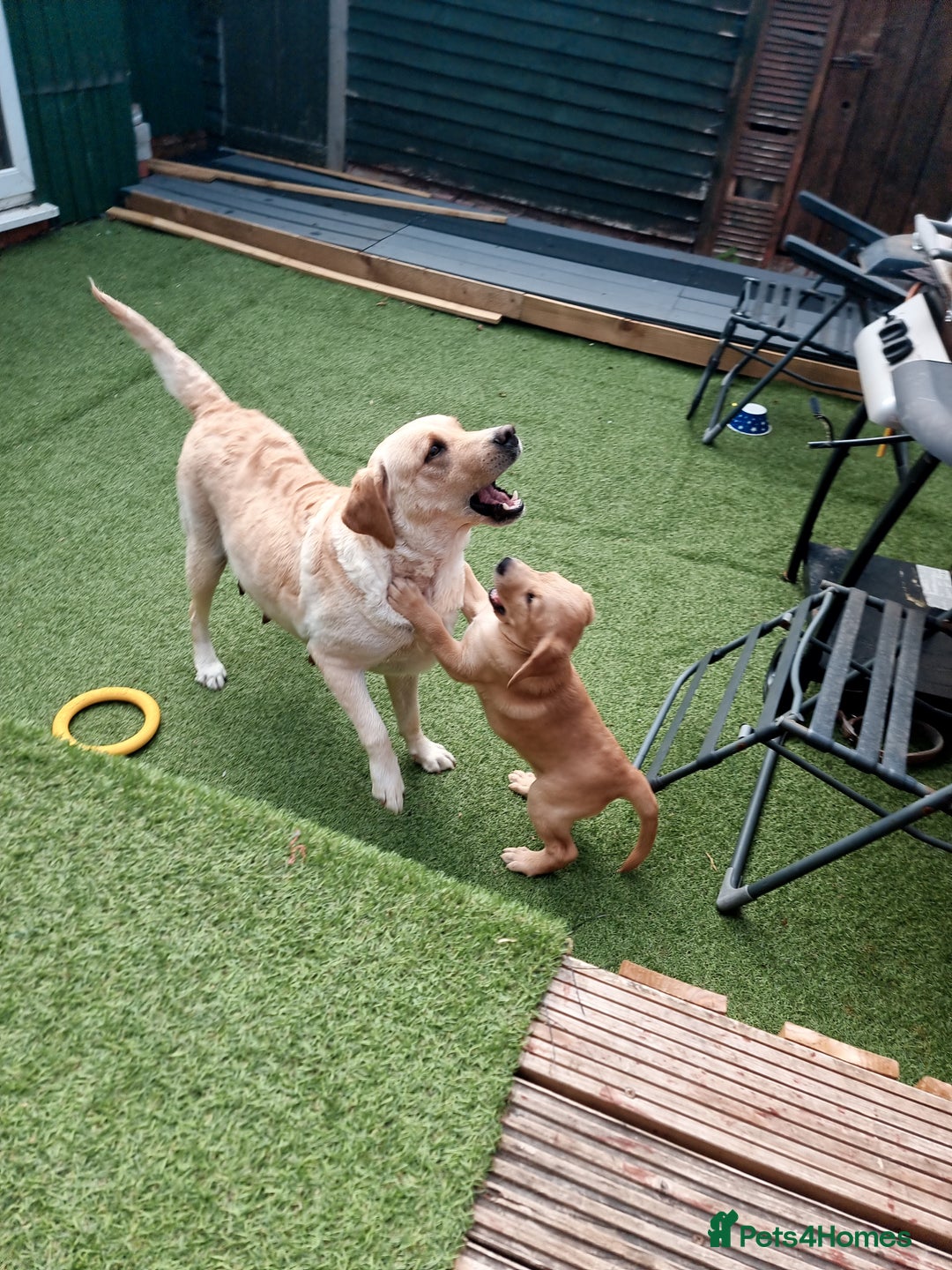 Labrador Retriever dogs for sale: We have two, Labrador pups  - Image 1