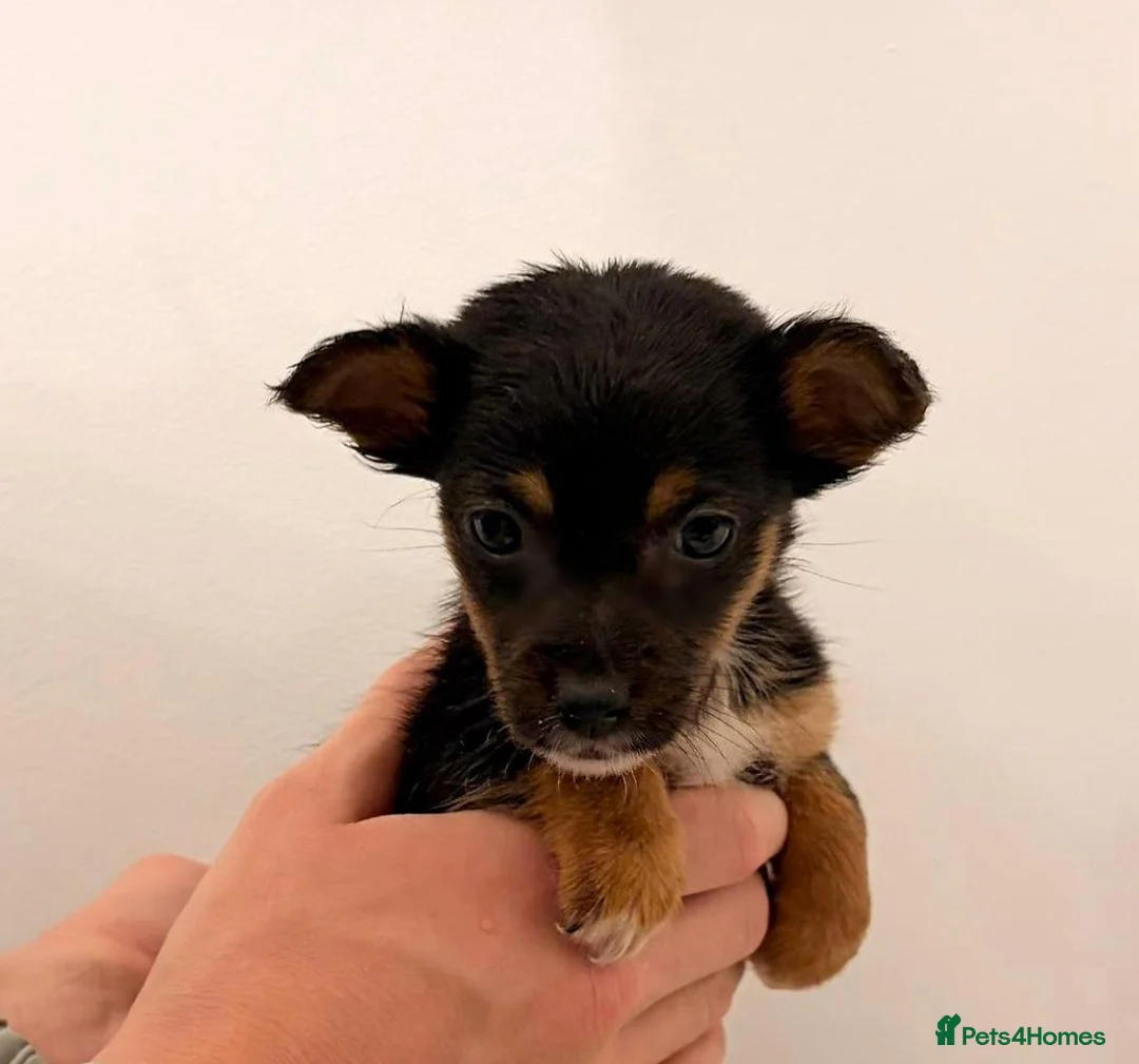 Chihuahua dogs for sale: Chihuahua Puppies  - Advert 2