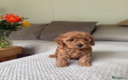 Cavapoo dogs for sale: Beautiful Litter Of F2b Cavapoos - Image 5