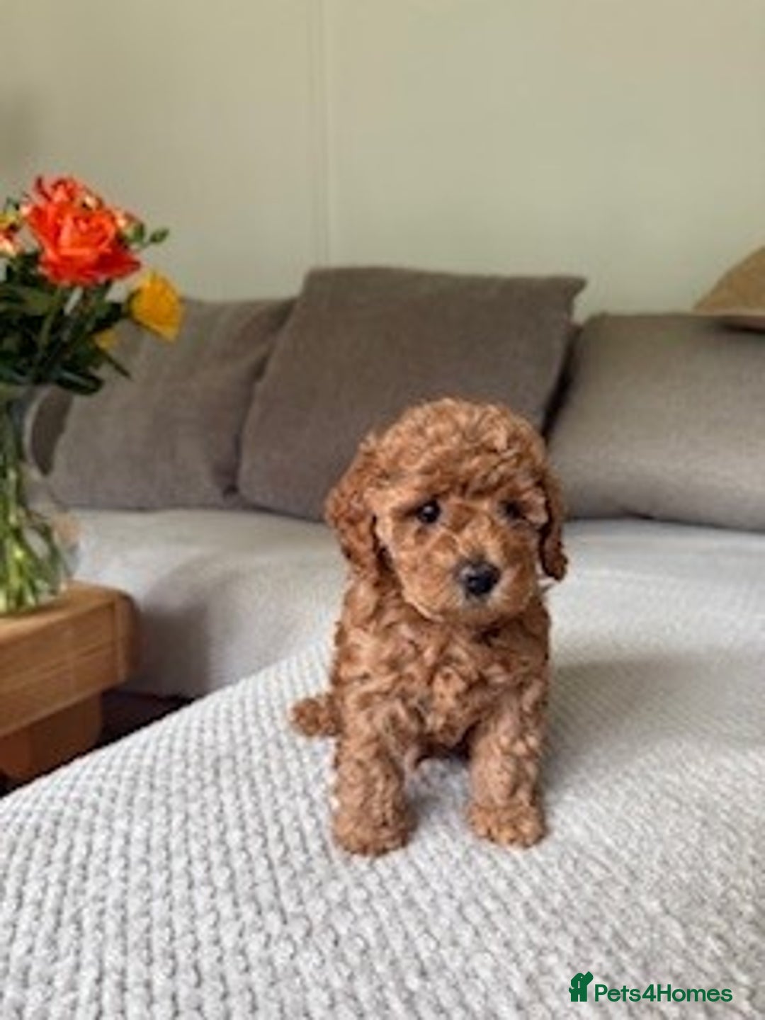 Cavapoo dogs for sale: Beautiful Litter Of F2b Cavapoos - Image 5