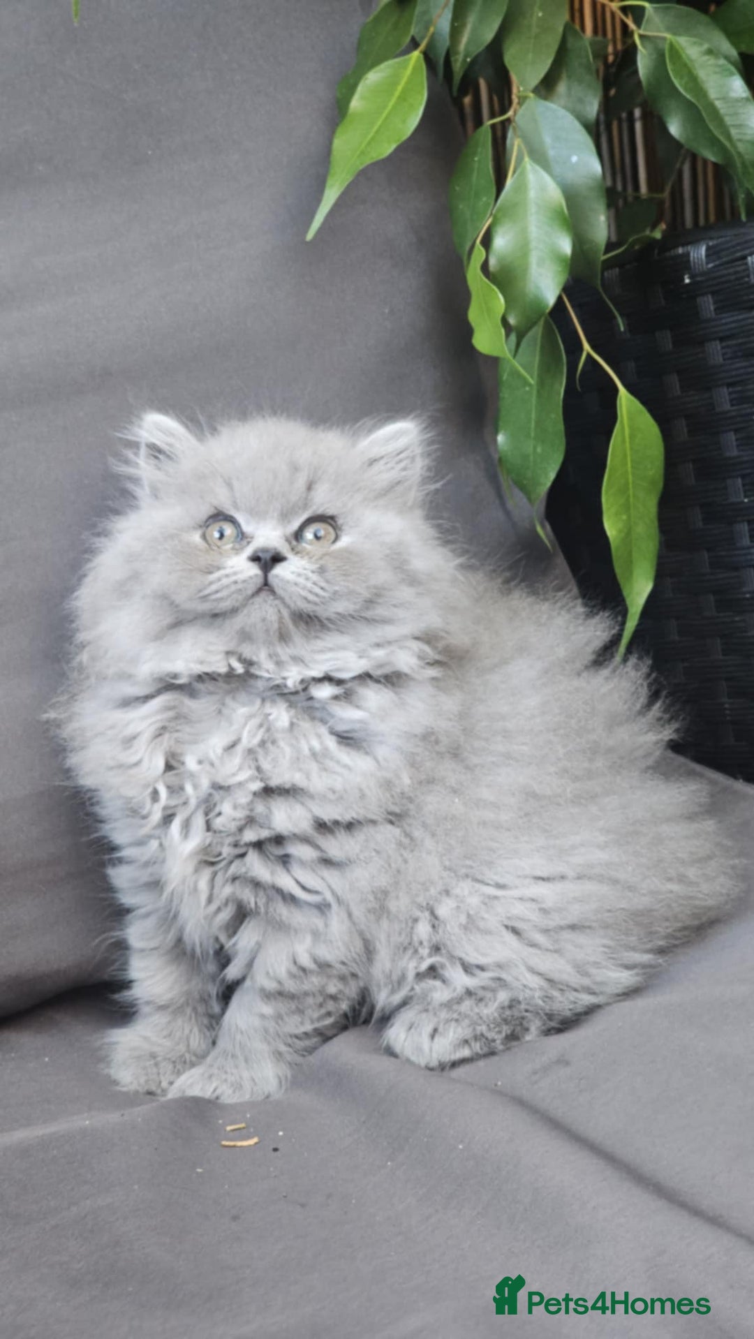British Longhair cats for sale: GCCF  Show Quality Champion! - Image 13
