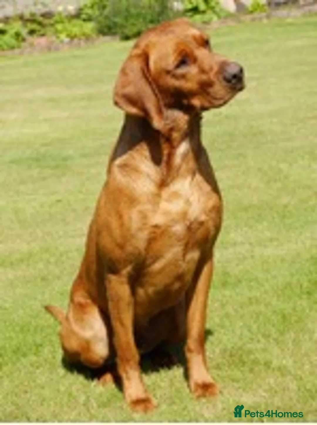 Labrador Retriever dogs for stud: CLAYBROW INDIANA COPPER AVAILABLE for Stud (PROVEN in Southport - Advert 3