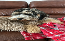 Cockapoo dogs for sale: Taking Genuine Enquired Phantom Female Cockapoo - Image 7