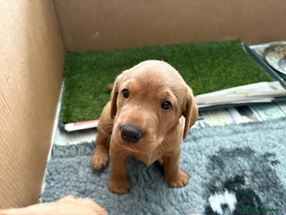 Labrador Retriever dogs - Advert 23