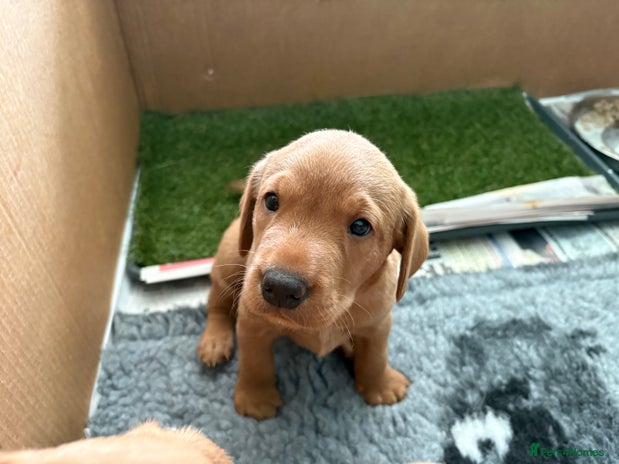Labrador Retriever dogs - Advert 2