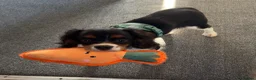 Cavalier King Charles Spaniel dogs for sale: KC registered Cavalier - meet Woody 🐾 - Advert 4