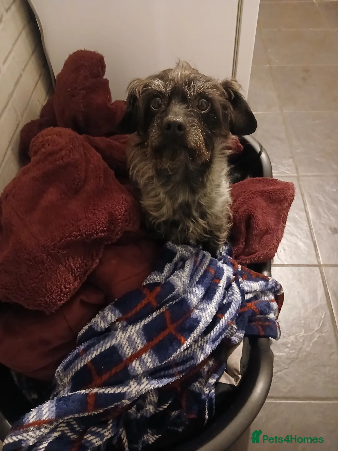 Chipoo dogs for sale: Dexter - Advert 4