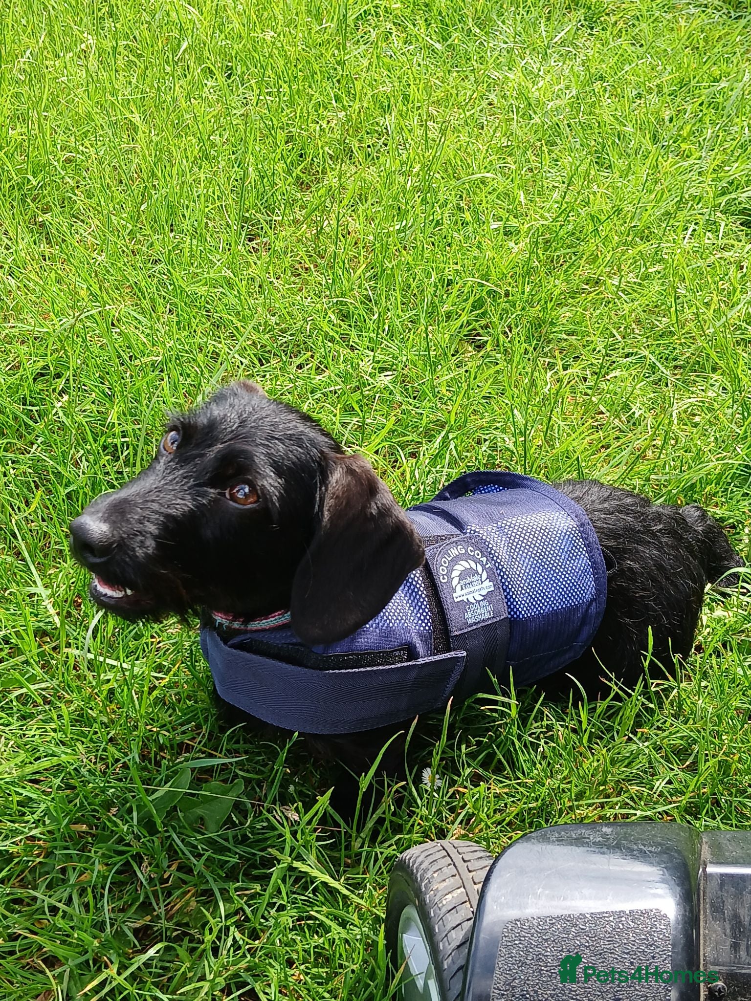 Miniature Dachshund dogs Miniature Wirehaired Dachshund  - Advert 2