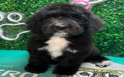 Mixed Breed dogs for sale: *Reduced* F1 Saint Berdoodles - Image 38