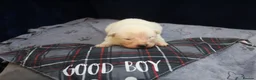 Samoyed dogs for sale: Litter of joy and fluffiness  - Advert 8