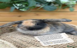 Mini Lop rabbits for sale: Friendly Mini Lops - Image 8