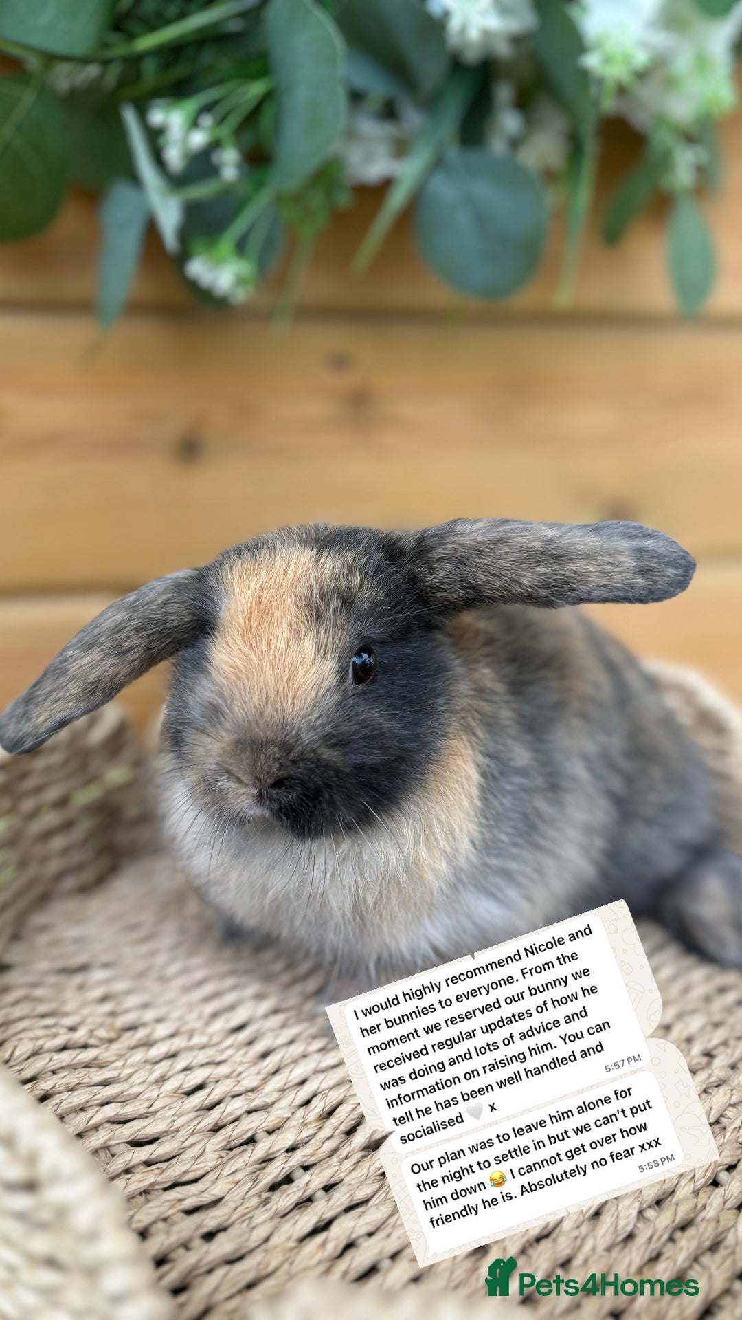 Mini Lop rabbits for sale: Friendly Mini Lops - Image 8