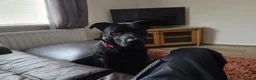 Mixed Breed dogs for sale: Miles, 10 month old labrador/German Shepherd mix  - Advert 3
