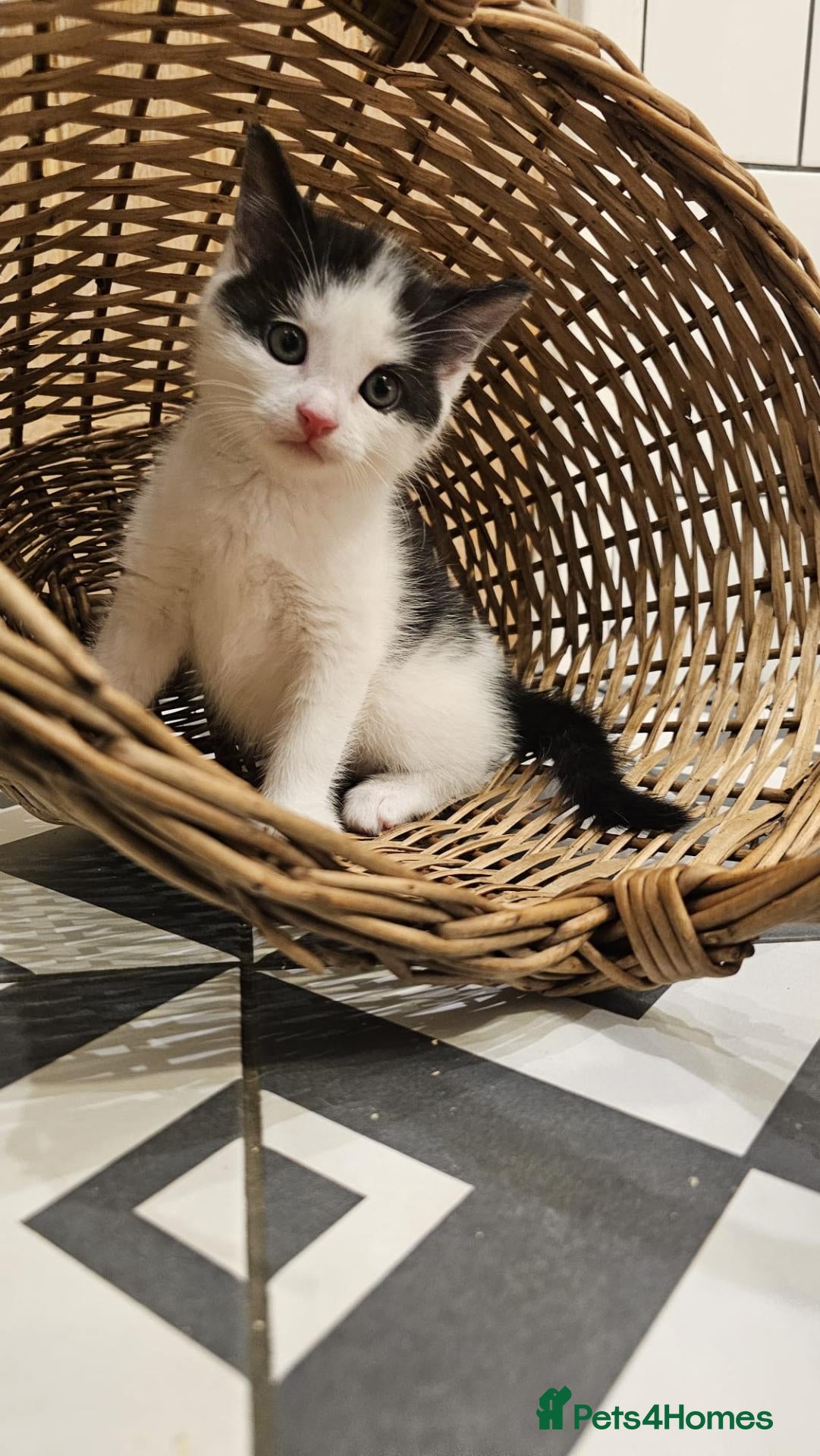 Mixed Breed cats 4 Gorgeous Female Kittens - Advert 3