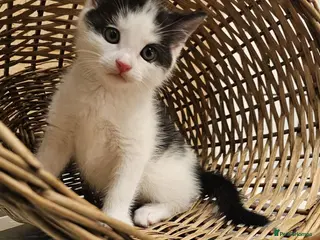 Mixed Breed cats 4 Gorgeous Female Kittens - Advert 3