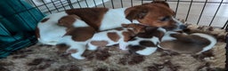Jack Russell dogs for sale: Jack Russell puppies - Advert 6