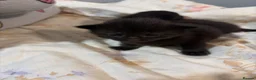 Mixed Breed cats for sale: Kittens for sale  - Advert 6