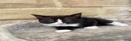 Mixed Breed cats for sale: Persian x kittens  in Bradford - Advert 11