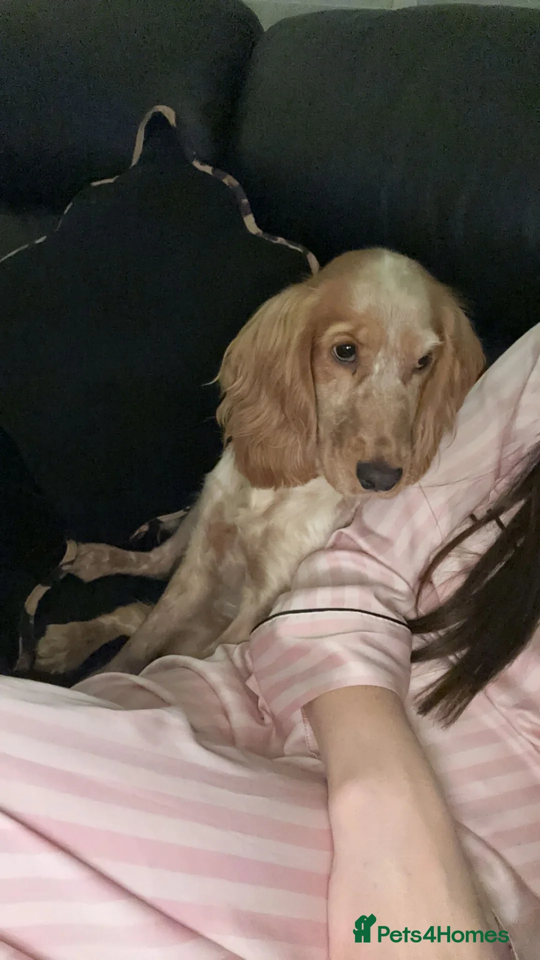 Cocker Spaniel dogs for sale: Cocker spaniel - Advert 8